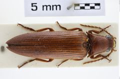 Foto (Dorsalansicht) von Eudicronychus distinctus (NHMW-ZOO-COL-0008503)